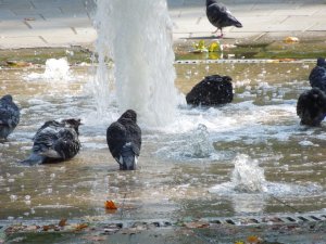 A Confabulation of Birds at the Russell Square Fountain
